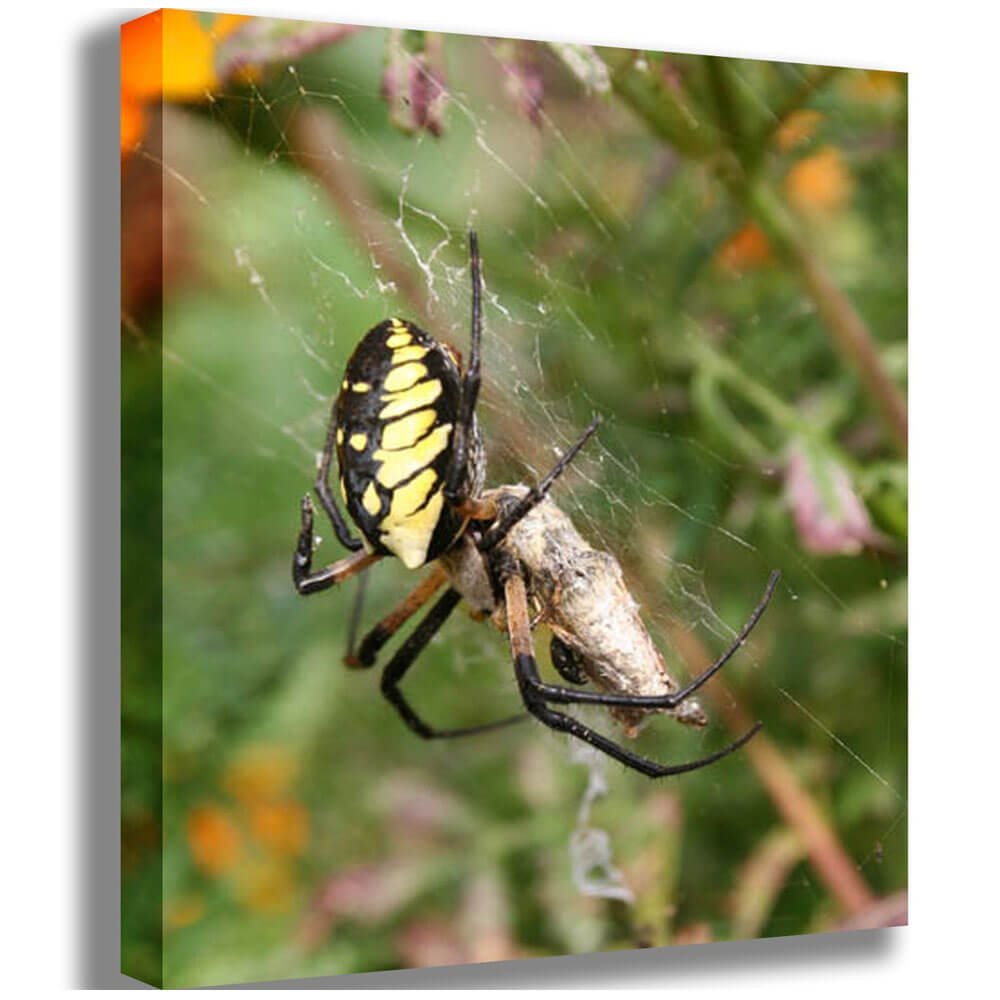 Batie Feeding Time Canvas Print