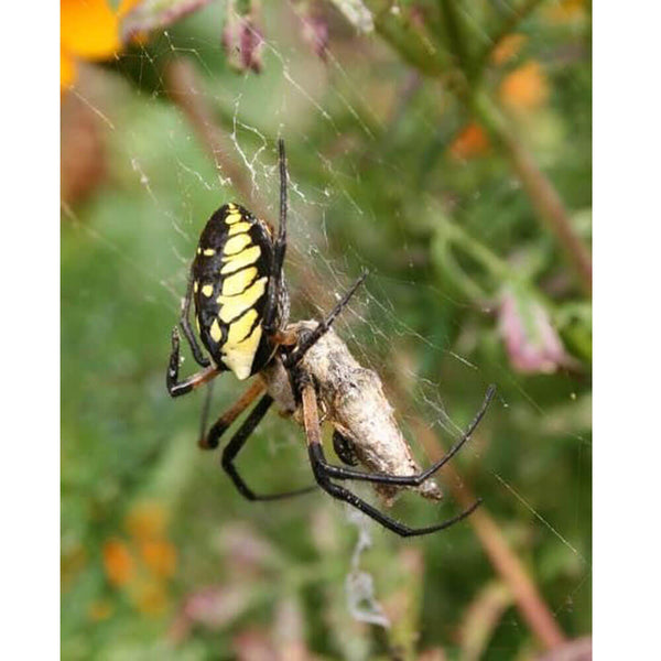 Batie Feeding Time Gloss Poster