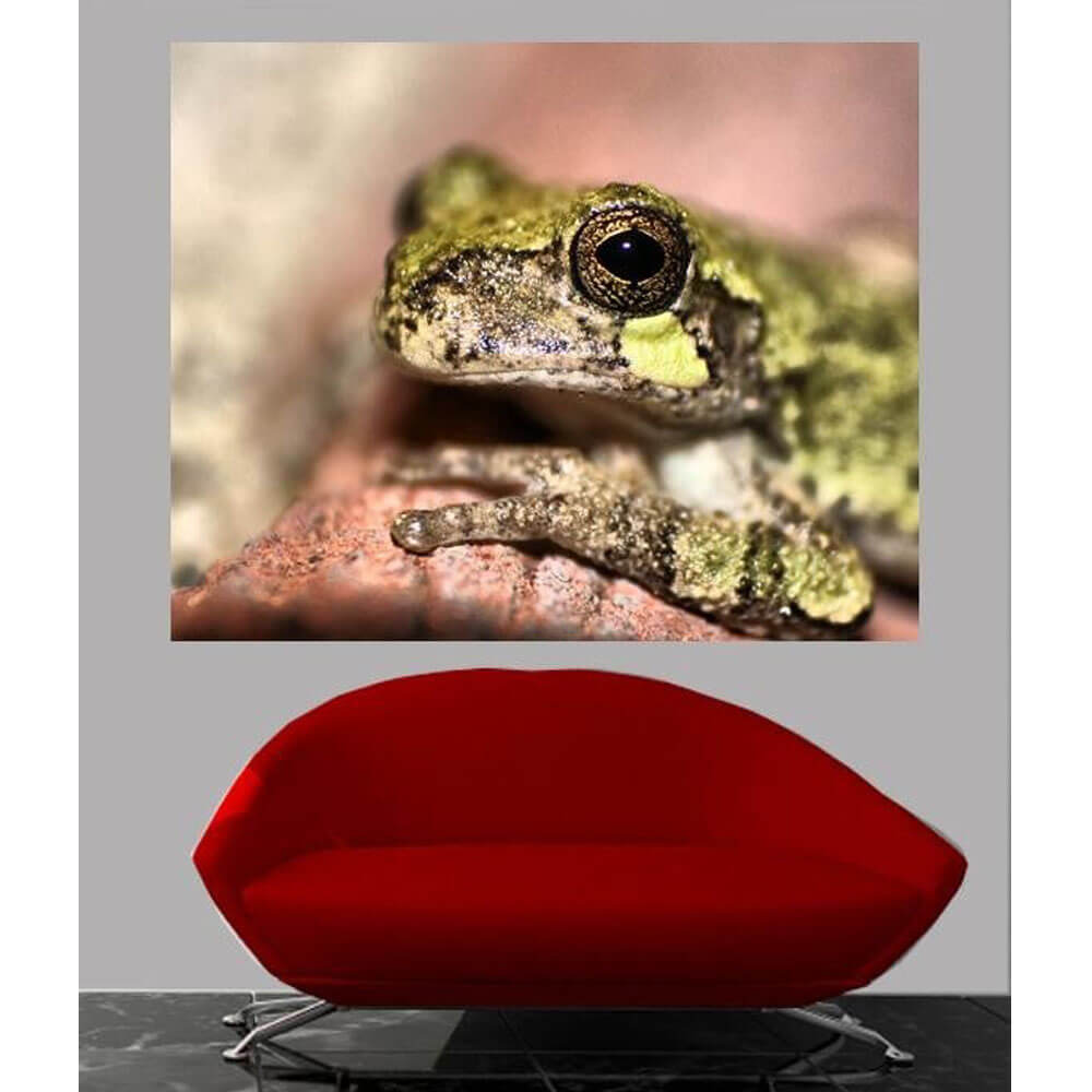 Batie Frog Glossy Poster Installed