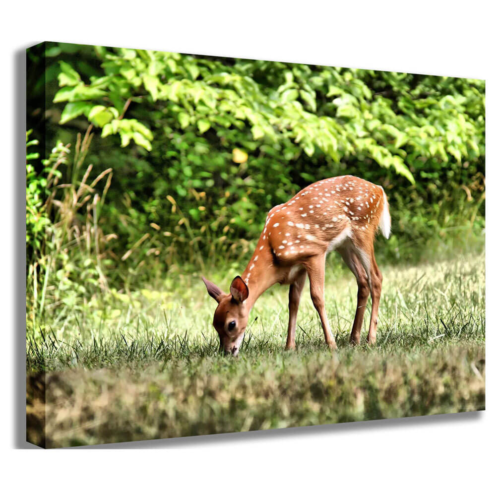 Batie Grazing Fawn Canvas Print