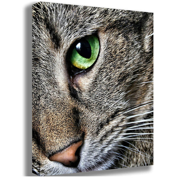 Batie Max Close Up Gallery Wrapped Canvas Print