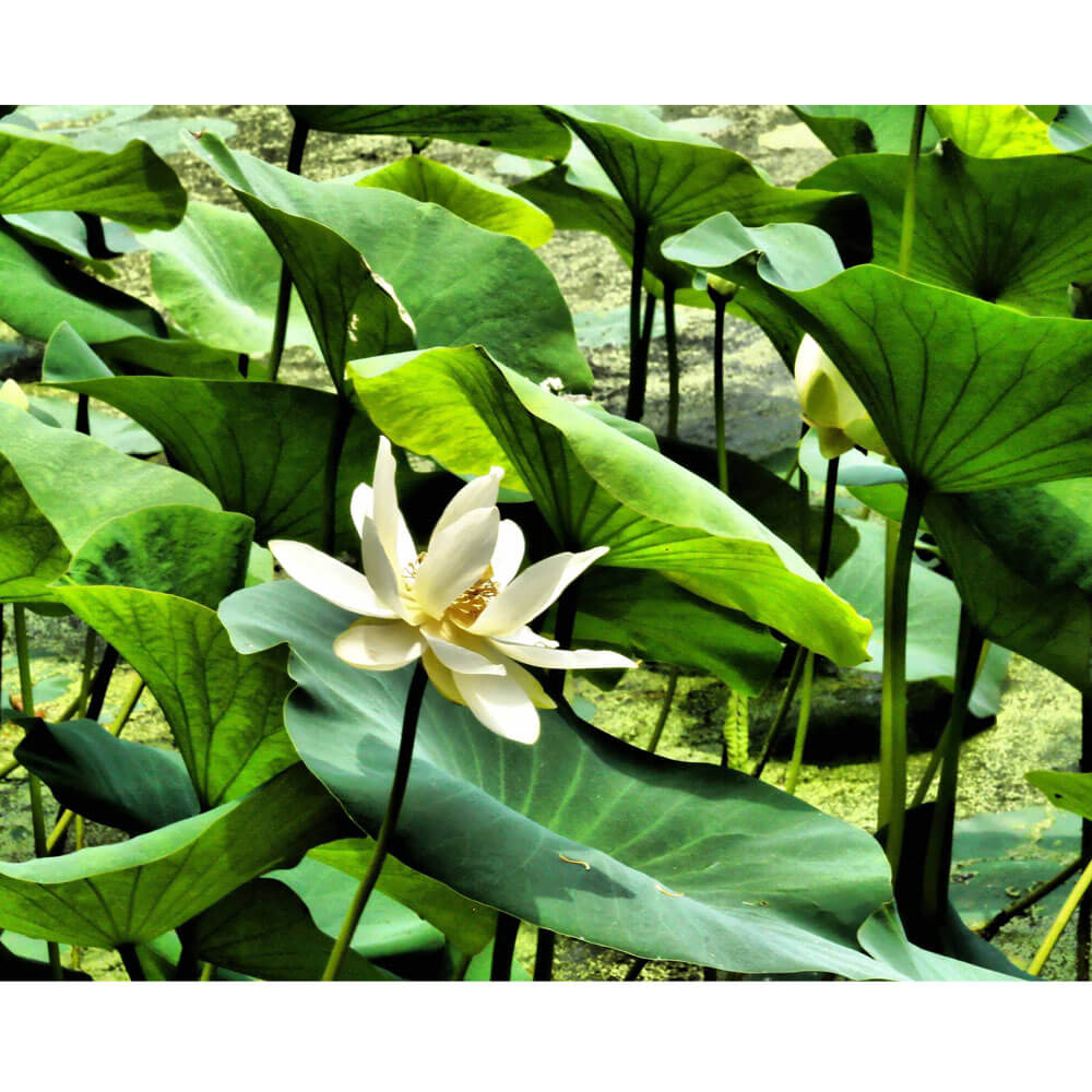 Batie Pond Flower Wall Decal