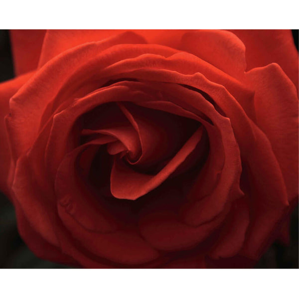 Batie Rose Wall Decal