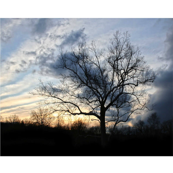 Batie Sunset Tree Wall Decal