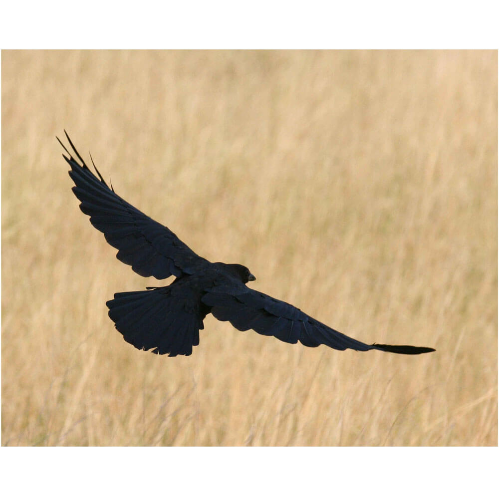 Batie Crow Wall Decal