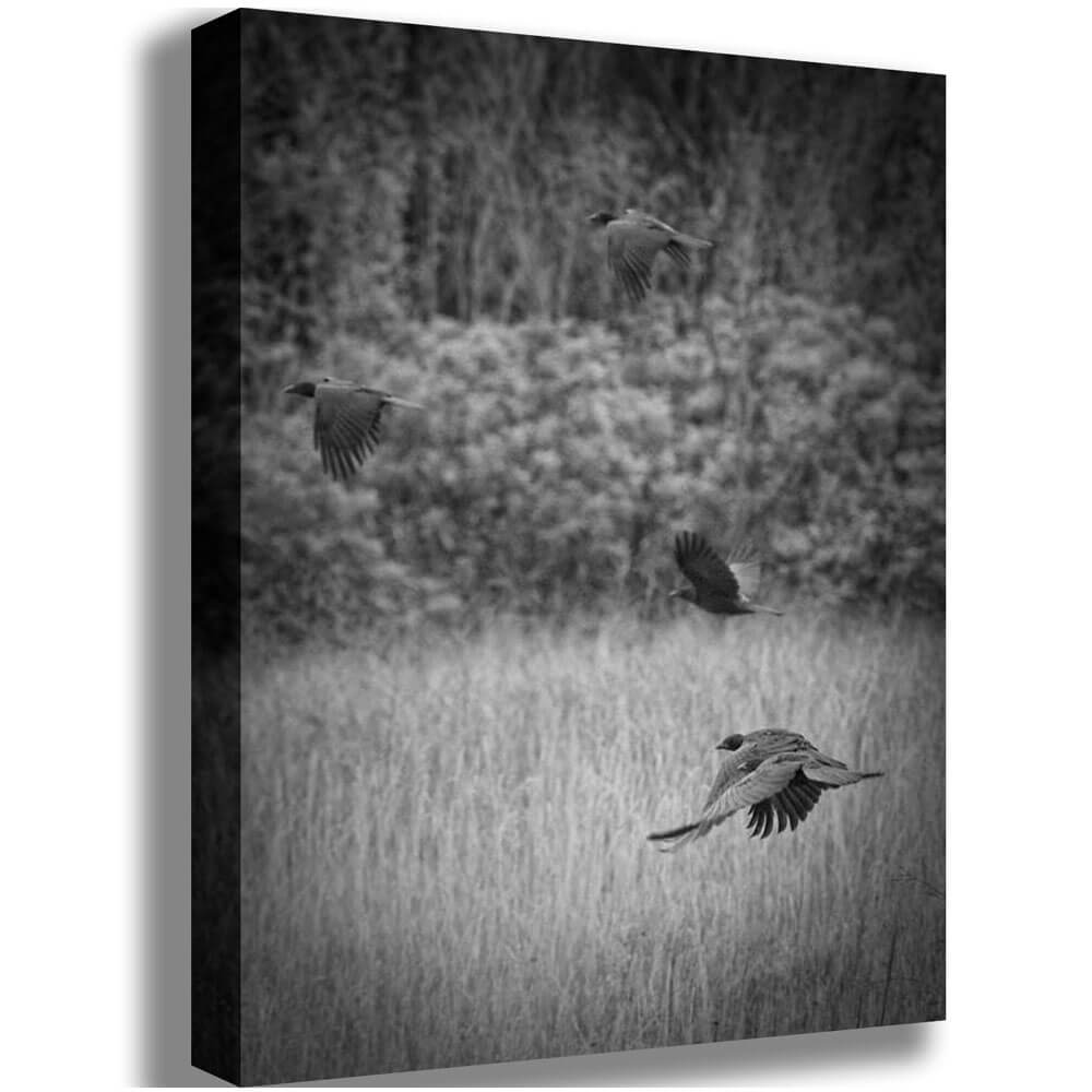 Batie The Crows Canvas Print