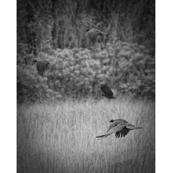 Batie The Crows Wall Decal