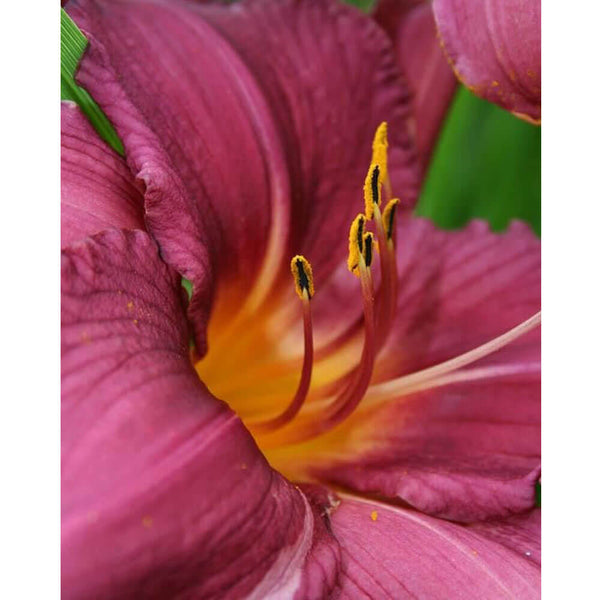 Batie The Lily Wall Decal