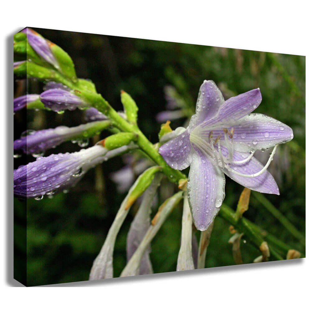 Batie Wet Flower Canvas Print