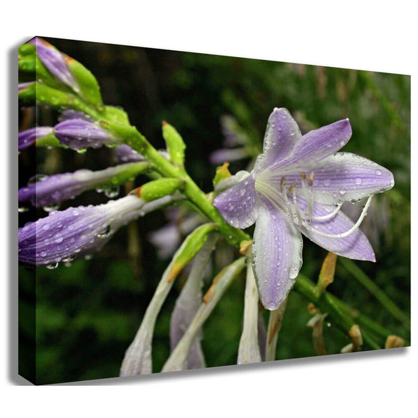 Batie Wet Flower Canvas Print