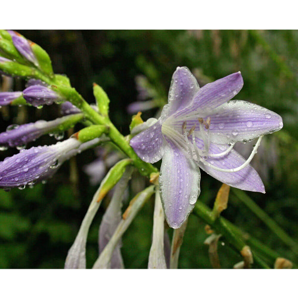 Batie Wet Flower Glossy Poster