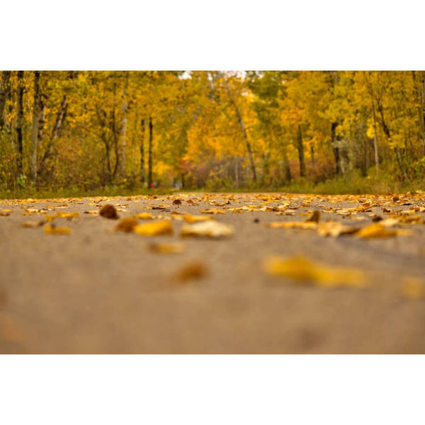 Boer Autumn Road Wall Decal