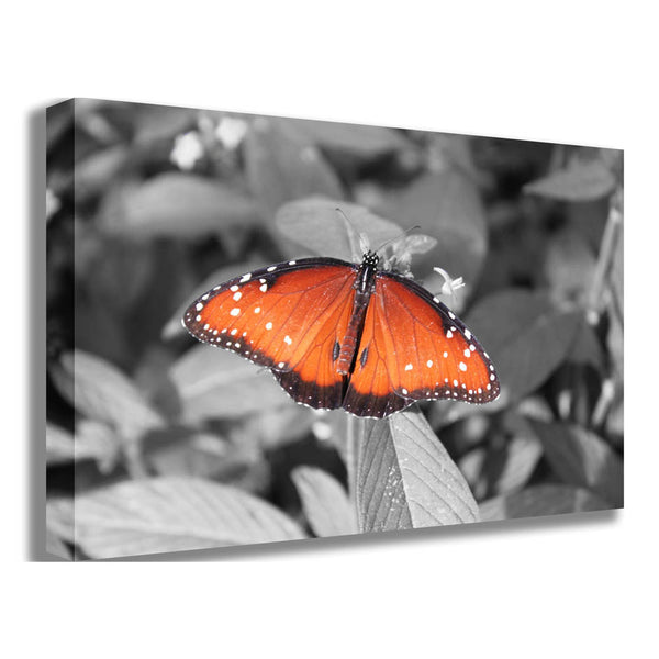 Boer Butterfly Canvas Print