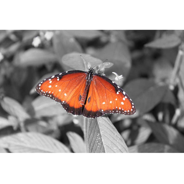 Boer Butterfly Glossy Poster