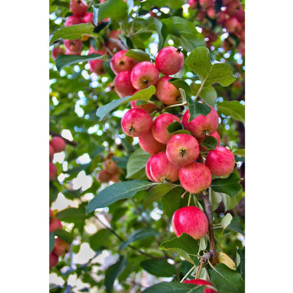 Boer Crab Apples Wall Decal