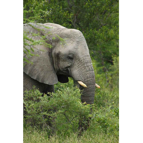 Boer Elephant Wall Decal