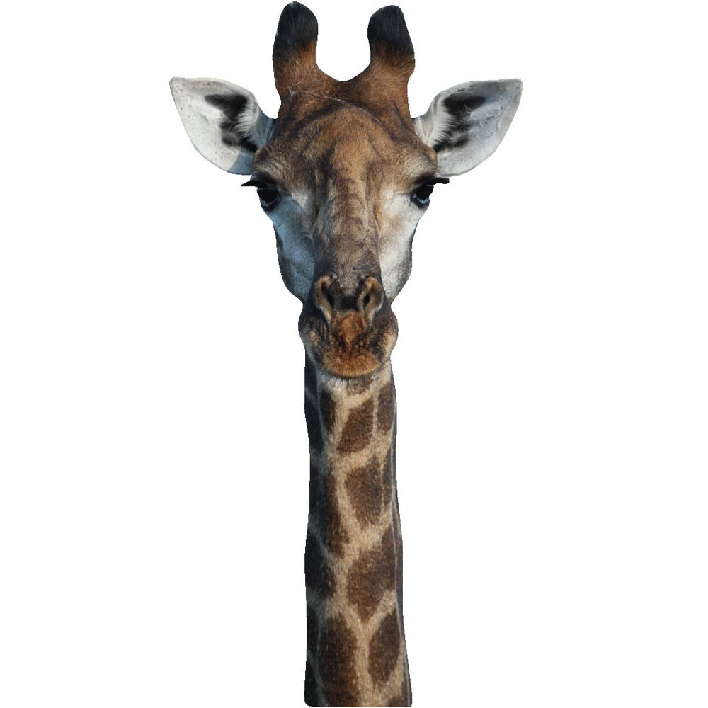 Boer Giraffe Wall Decal