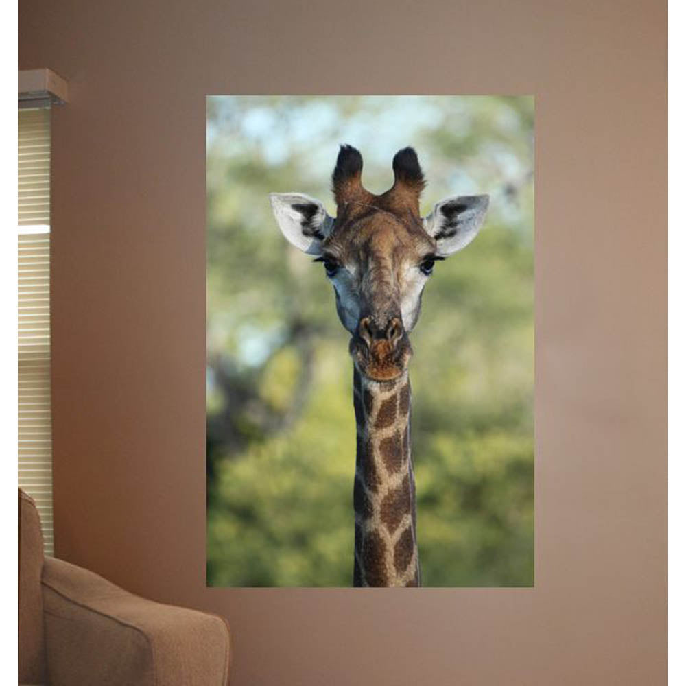 Boer Giraffe II Glossy Poster Installed