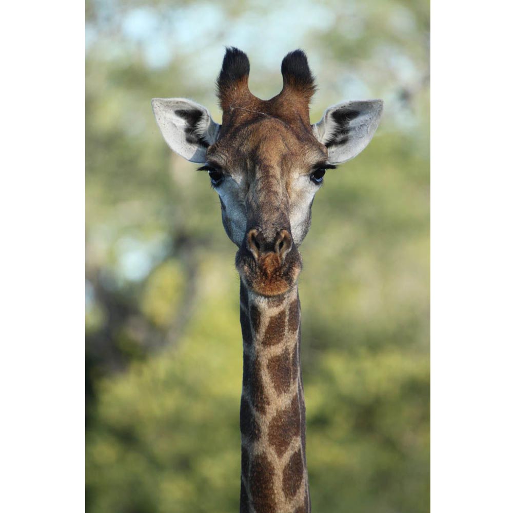 Boer Giraffe II Glossy Poster