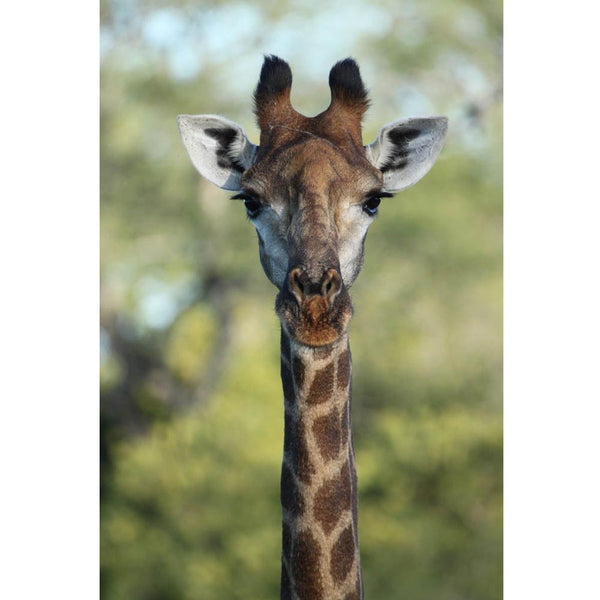 Boer Giraffe II Glossy Poster