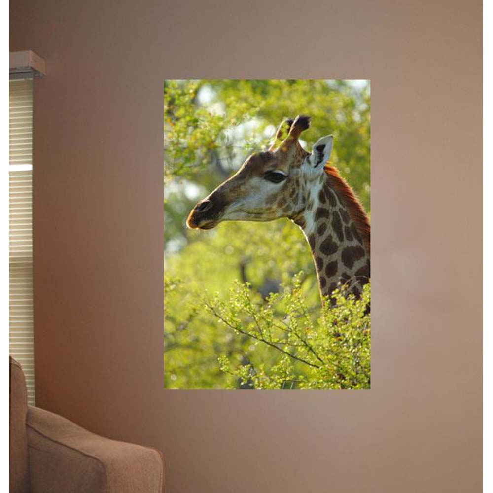Boer Giraffe III Glossy Poster Installed