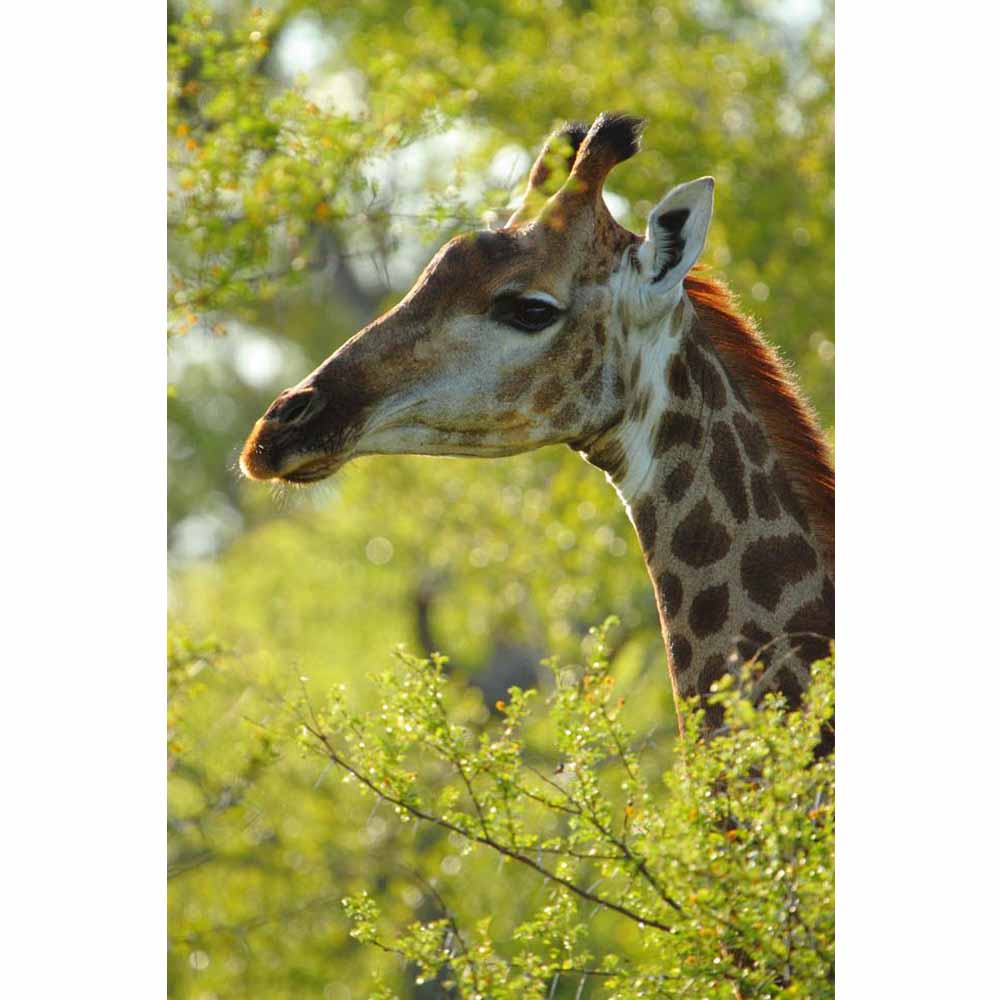 Boer Giraffe III Glossy Poster