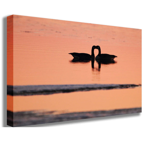 Boer Goose Love Canvas Print