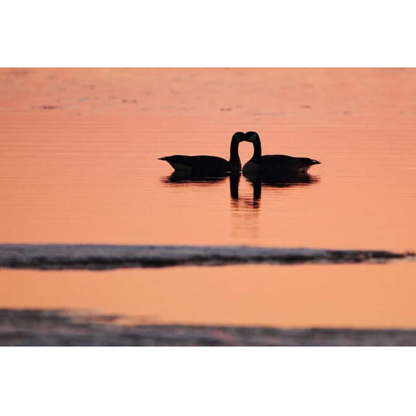 Boer Goose Love Wall Decal