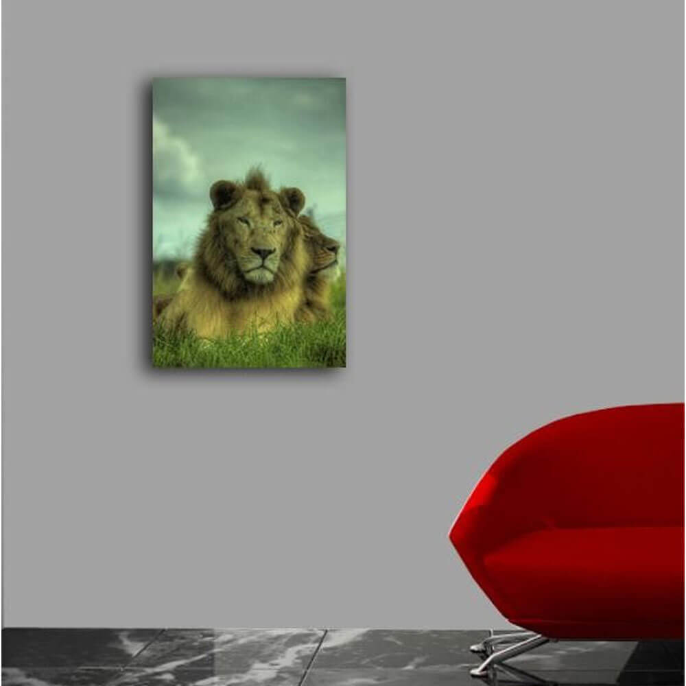 Boer King of the Jungle Canvas Print Installed