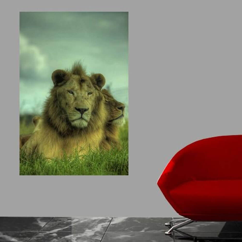 Boer King of the Jungle Wall Decal Installed