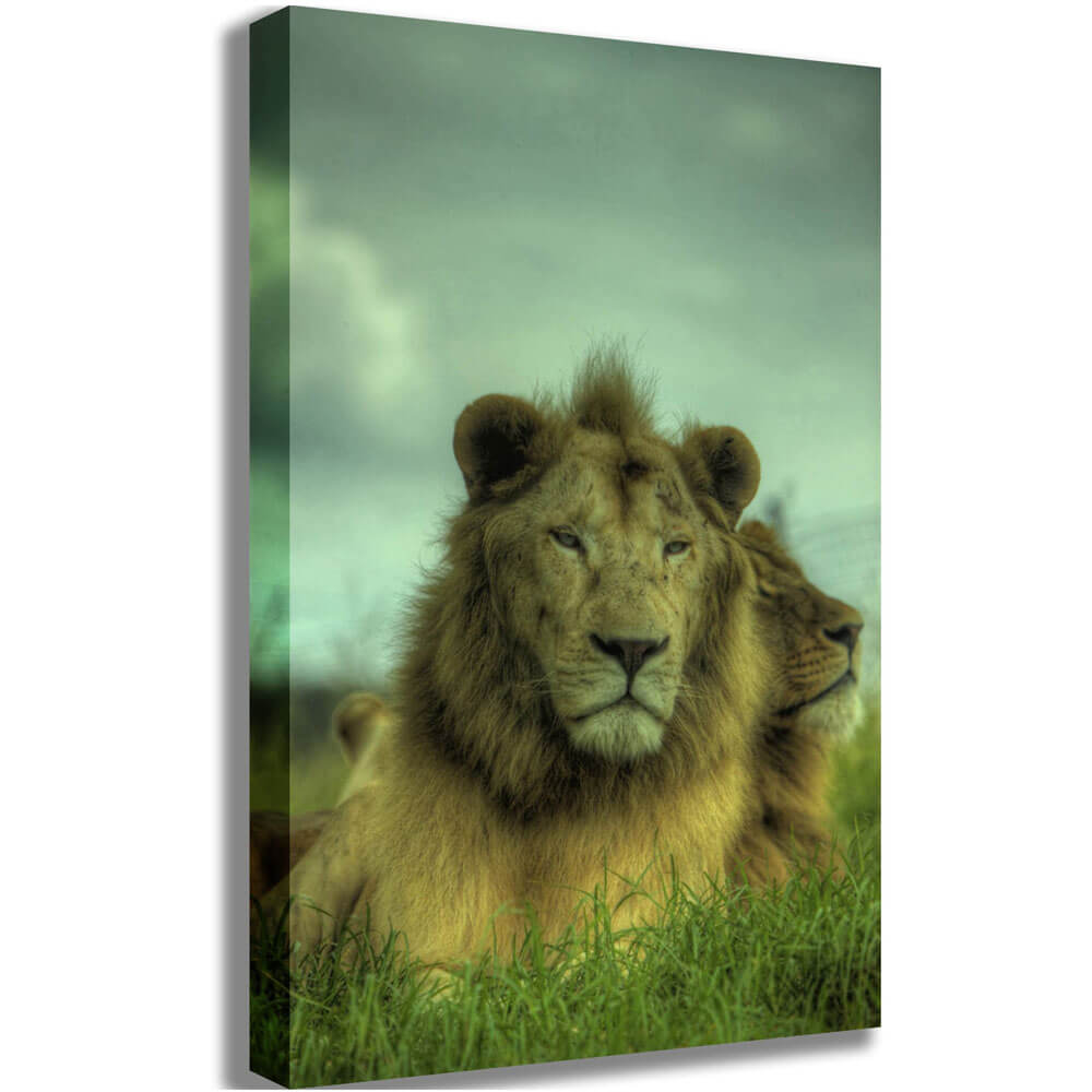 Boer King of the Jungle Canvas Print