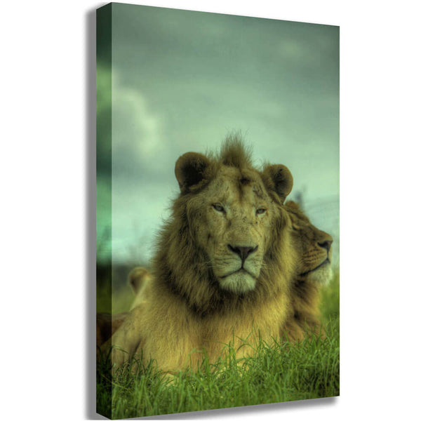Boer King of the Jungle Canvas Print