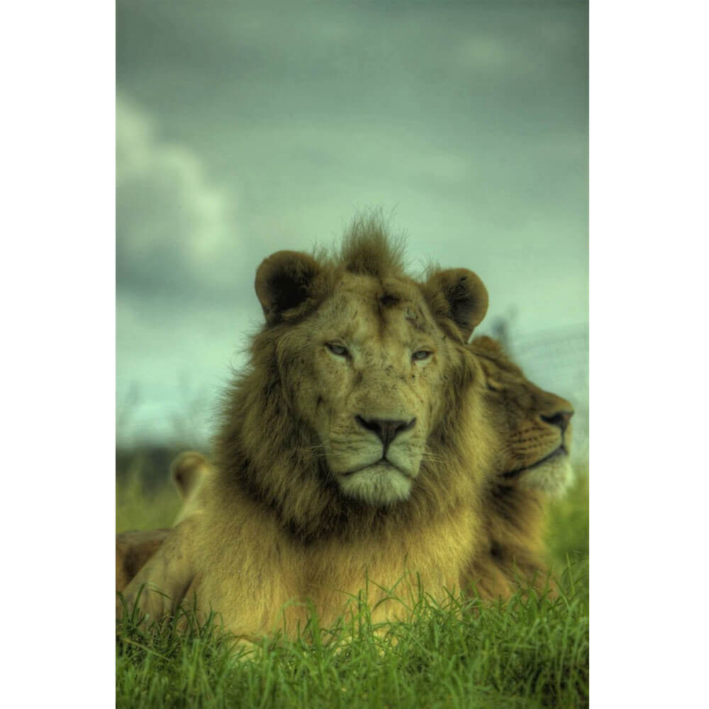Boer King of the Jungle Wall Decal