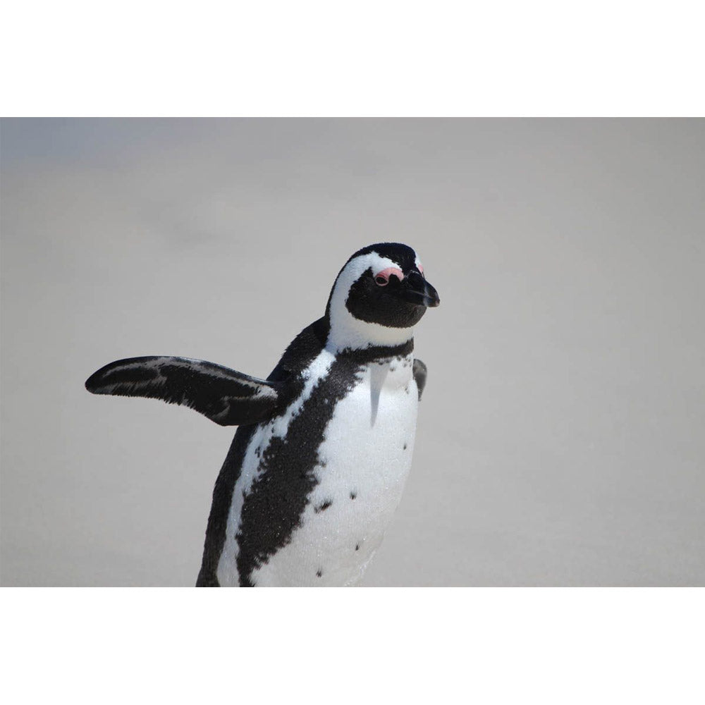 Boer Penguin Wall Decal