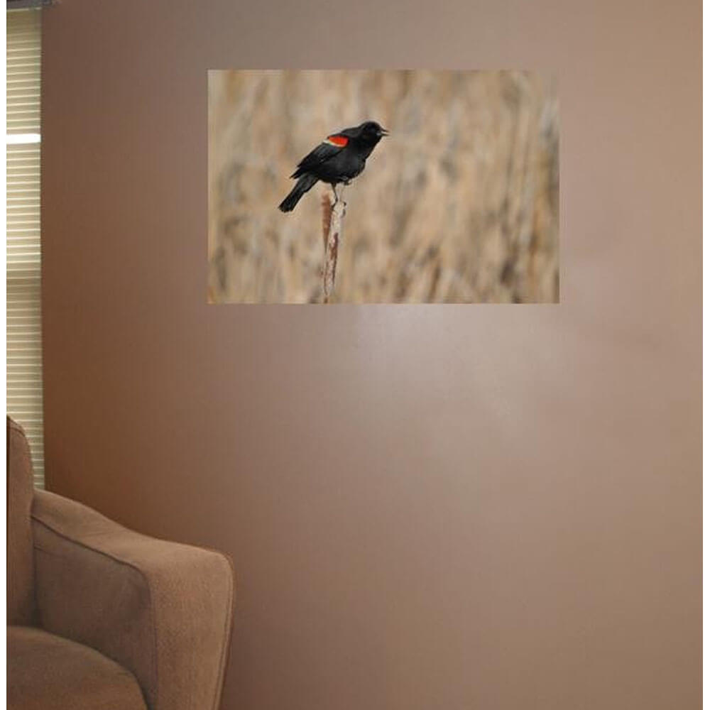Boer Red Winged Blackbird Wall Decal Installed