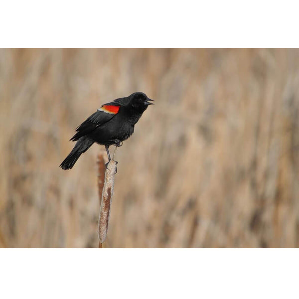 Boer Red Winged Blackbird Wall Decal