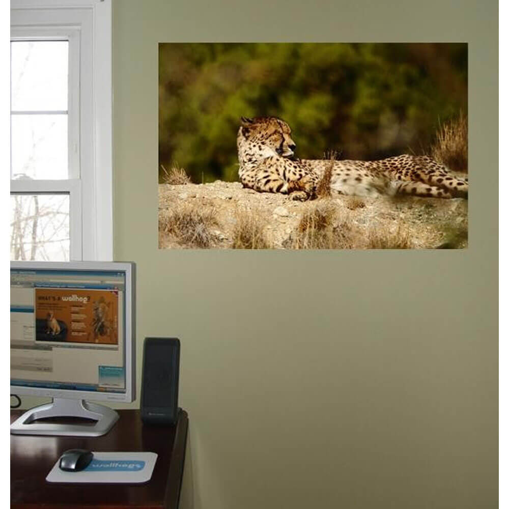 Boer Relaxed Cheetah Wall Decal Installed