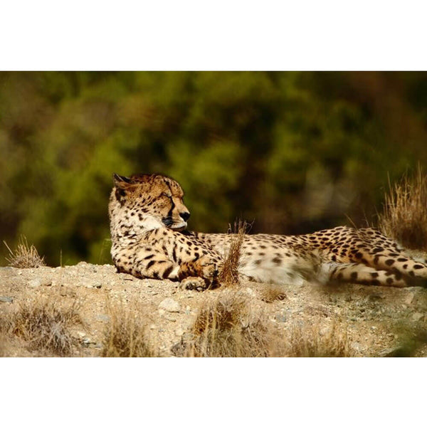 Boer Relaxed Cheetah Wall Decal