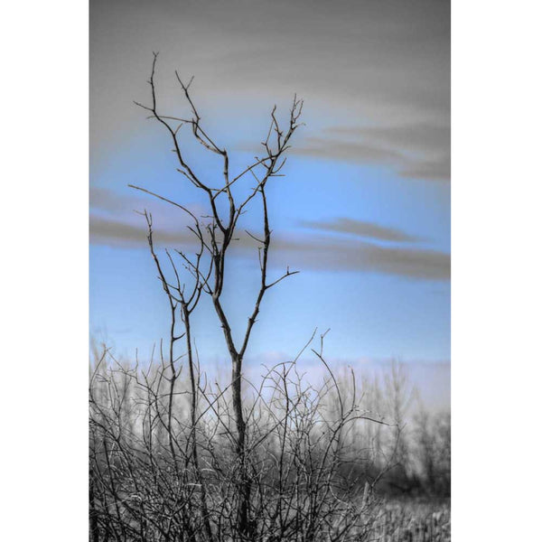 Boer Winter Tree Wall Decal