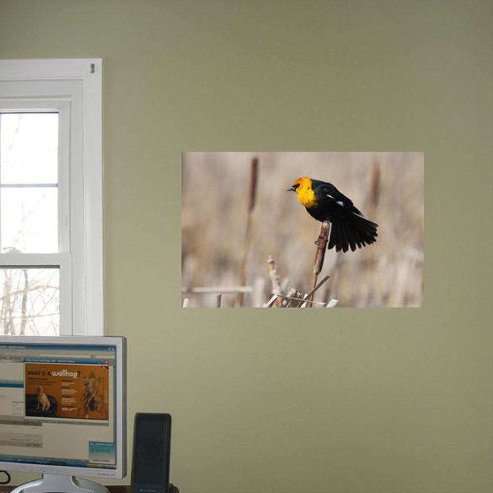 Boer Yellow Headed Blackbird Glossy Poster Installed