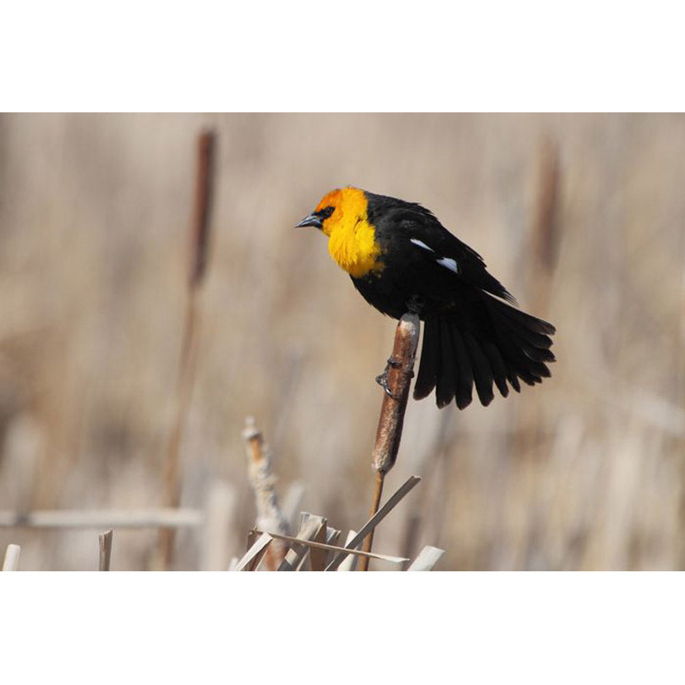 Boer Yellow Headed Blackbird Wall Decal