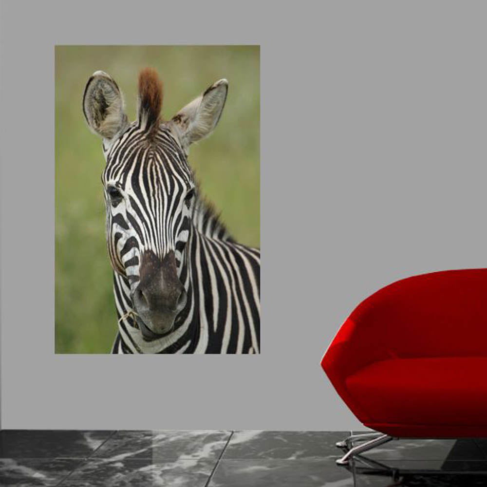 Boer Zebra I Wall Decal Installed