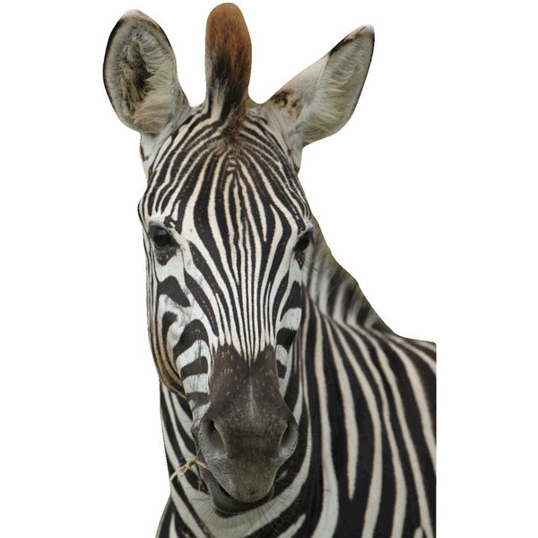 Boer Zebra Cutout I Wall Decal