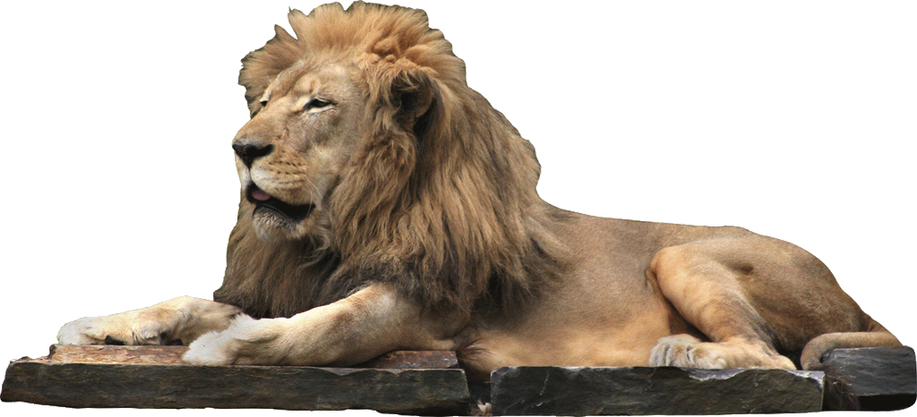 Lion Resting Wall Decal Cutout