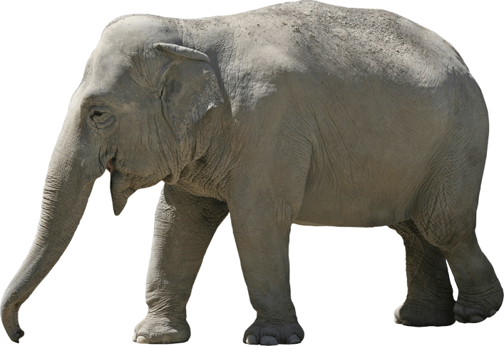 Lumbering Elephant Wall Decal Cutout