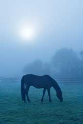 Morning Mist Horse Wall Decal Poster