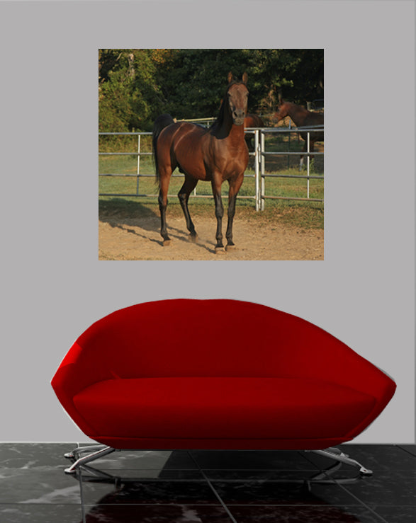 Corraled Horse Posing Wall Decal Poster Installed