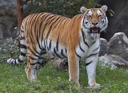 Tiger Portrait Glossy Poster