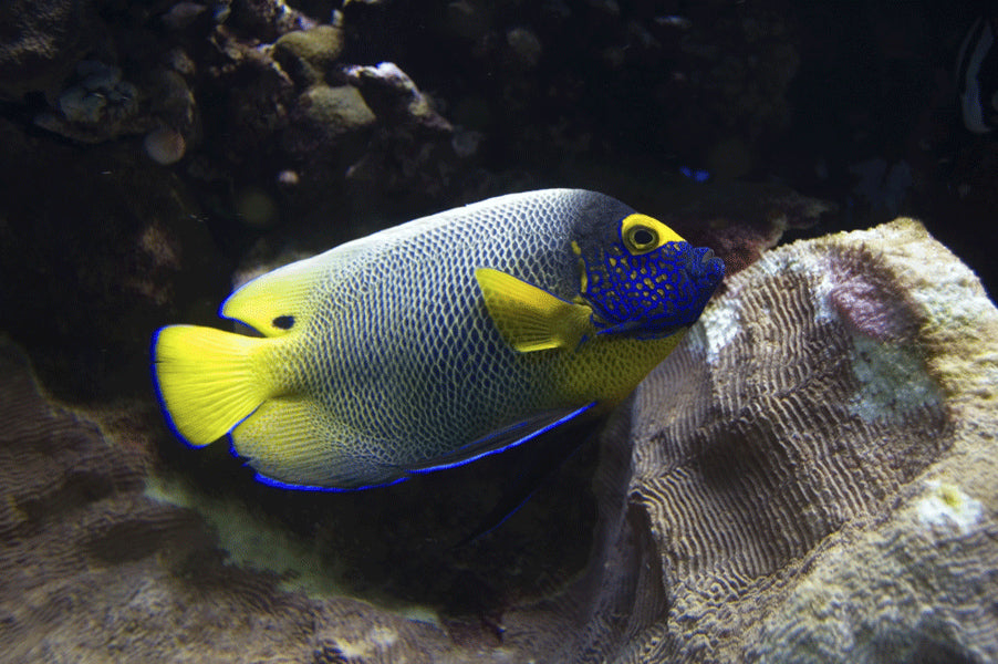 Reef Angel Wall Decal Poster