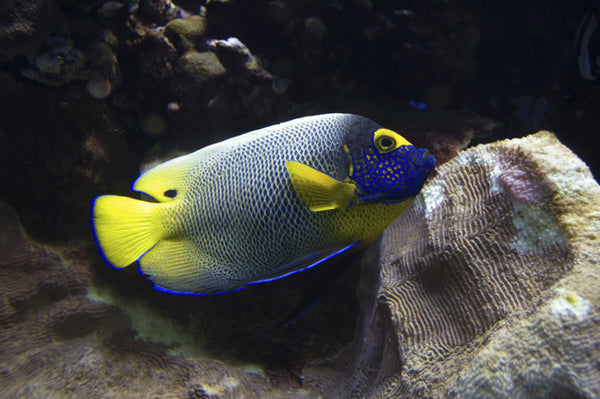 Reef Angel Glossy Poster